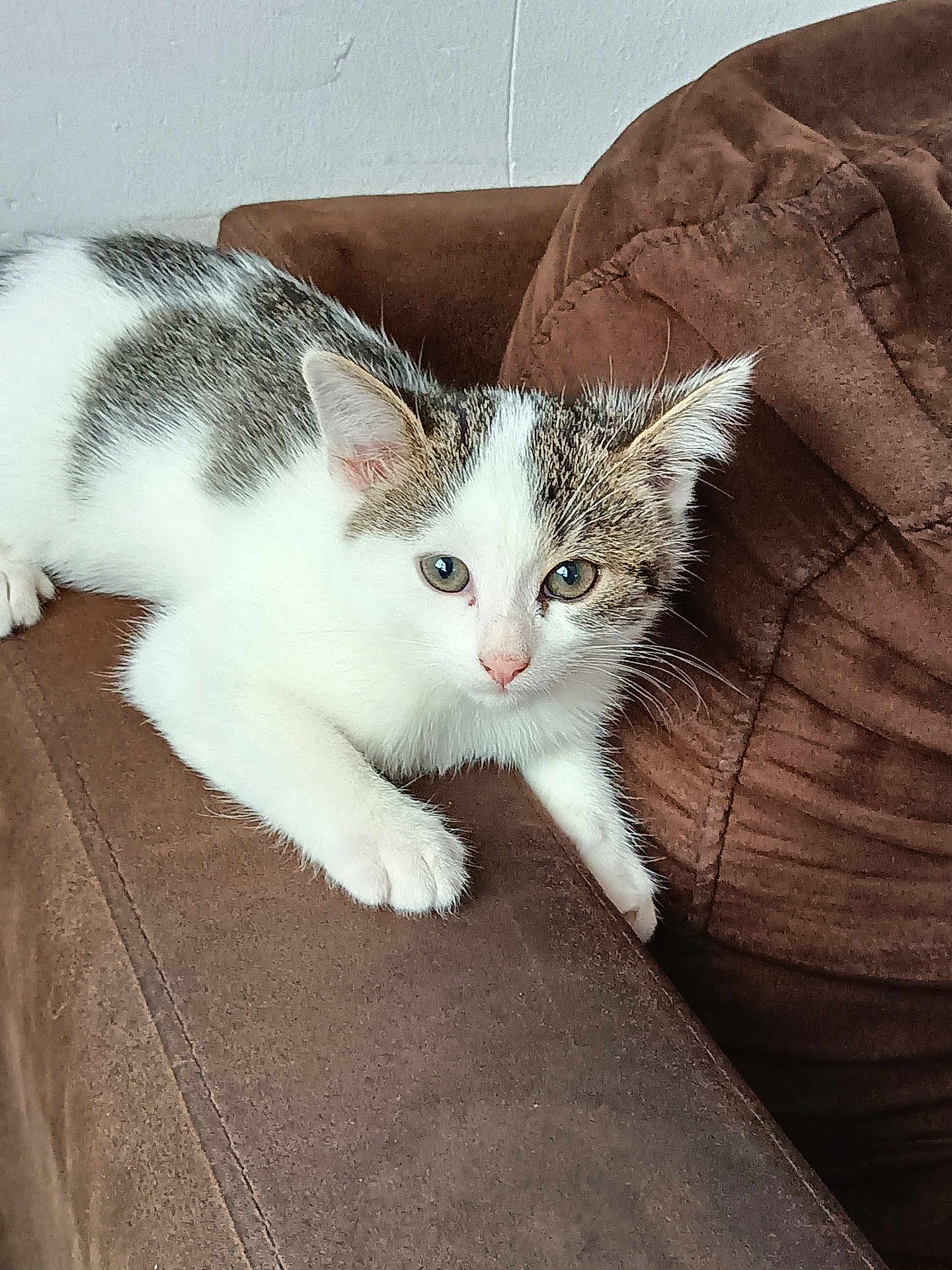 Addie participe au concours pour gagner de l'argent avec cette photo : kitten, cat, animal, pet, white, gray, fur, couch, furniture, indoor, curious, young, whiskers, ears, face, paw, resting, cozy, soft_light, closeup