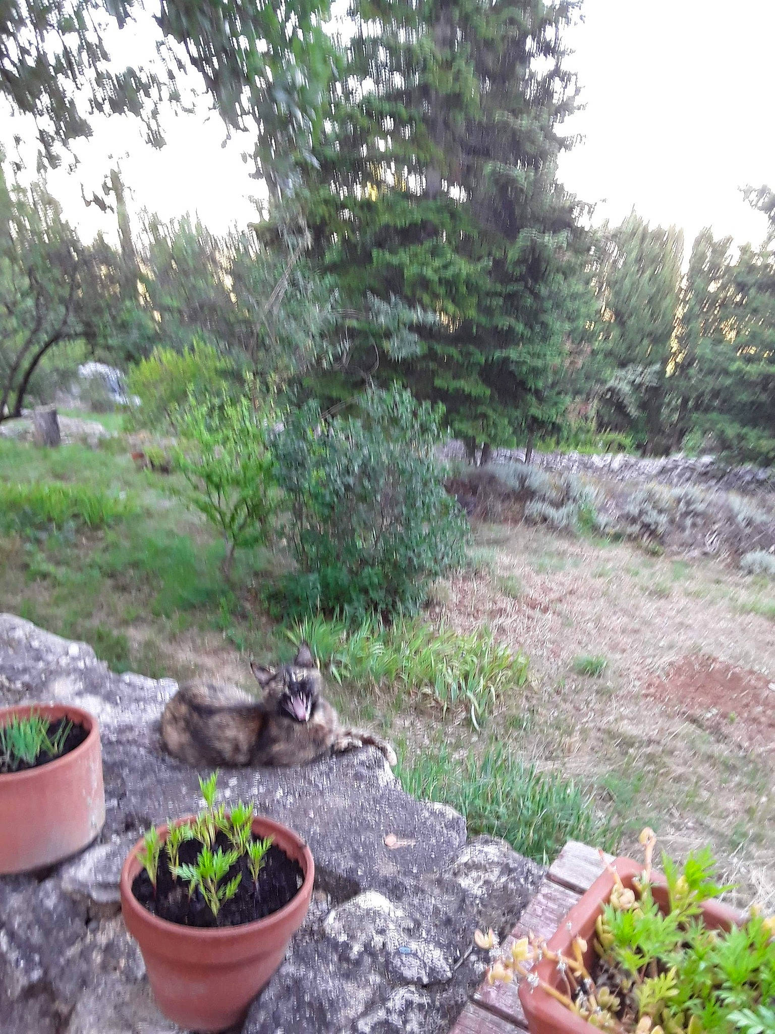 Pot De Colle a rejoint le concours — aidez-le/la à gagner de superbes lots ! backyard, garden, grass, landscape, plant, plant_community, rock, shrub, soil, tree, yard