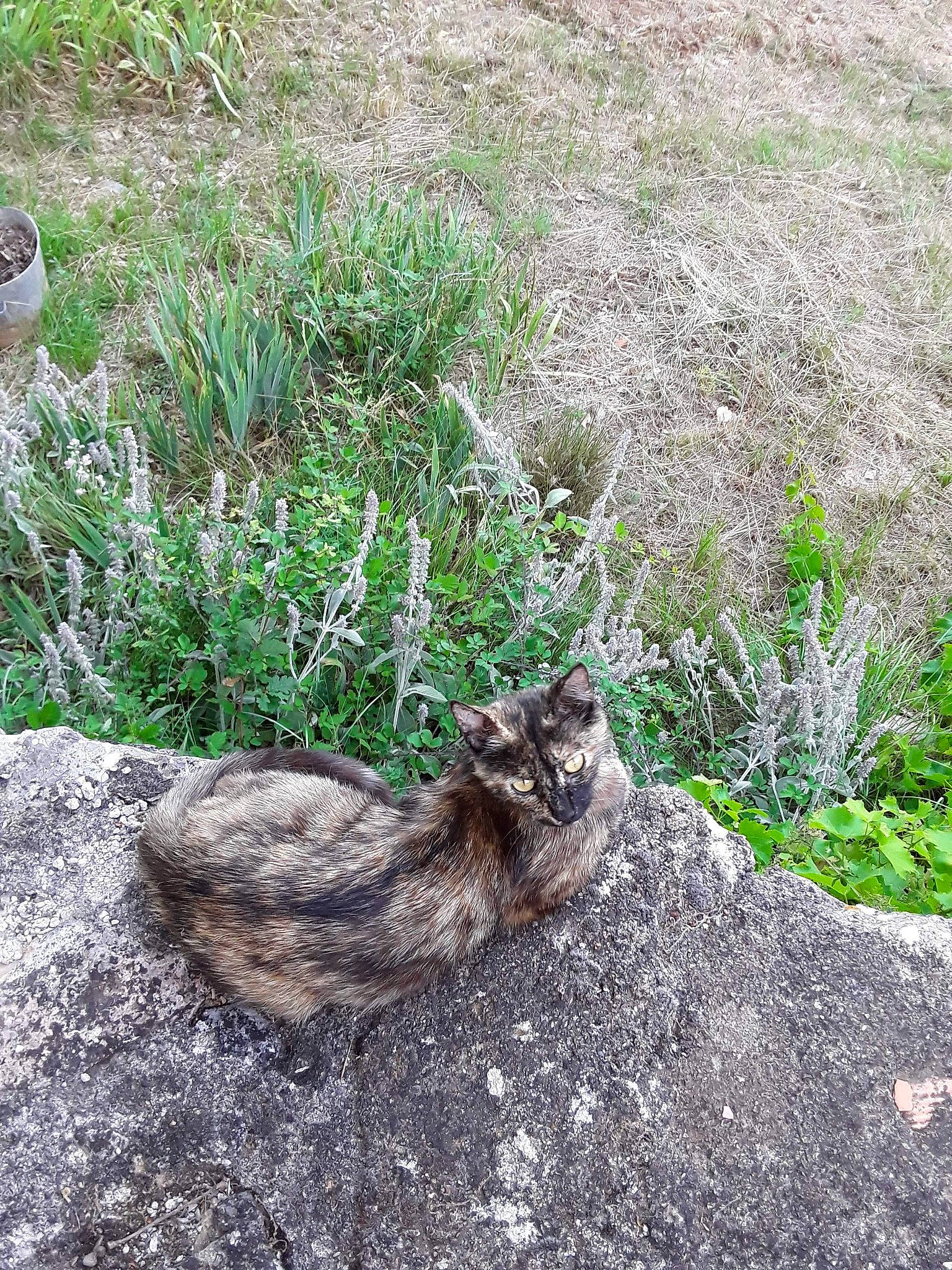 Pot De Colle participe au concours pour gagner de l'argent avec cette photo : carnivore, cat, felidae, grass, plant