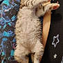 Bitz is registered to the contest to win money with this photo: kitten, cat, sleeping, furry, striped, paw, belly, cute, pet, animal, resting, lap, human, clothing, pattern, star, comfort, indoor, cozy, relaxed