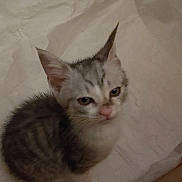 Bitz is registered to the contest to win money with this photo: kitten, cat, pet, animal, fur, ears, close_up, indoor, sleepy, young, small, cute, mammal, whiskers, face, sitting, looking, feline, domestic, soft