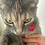 Ginette participe au concours pour gagner de l'argent avec cette photo : animal, cat, close_up, collar, cute, domestic_cat, face, feline, fur, gray_fur, hand, heart_tag, holding, indoor, intense_gaze, pet, portrait, tabby, whiskers, yellow_eyes
