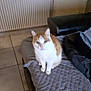 cat, orange_and_white_cat, quilted_blanket, couch, armrest, tiled_floor, radiator, indoor, pet, feline, seated_cat, home_interior, furniture, domestic_animal, resting, cozy, blurred_image, animal, living_room, household