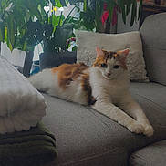 Nova a rejoint le concours — aidez-le/la à gagner de superbes lots ! animal, calico_cat, cat, comfort, couch, cozy, cute, domestic_animal, feline, fur, greenery, home, houseplants, indoor, living_room, pet, pillow, relaxed, resting, stretching