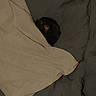 cat, blanket, bed, bedding, dark, cozy, hidden, sleeping, resting, fur, pet, indoor, soft, quiet, animal, comfort, shadow, small, curled_up, nap