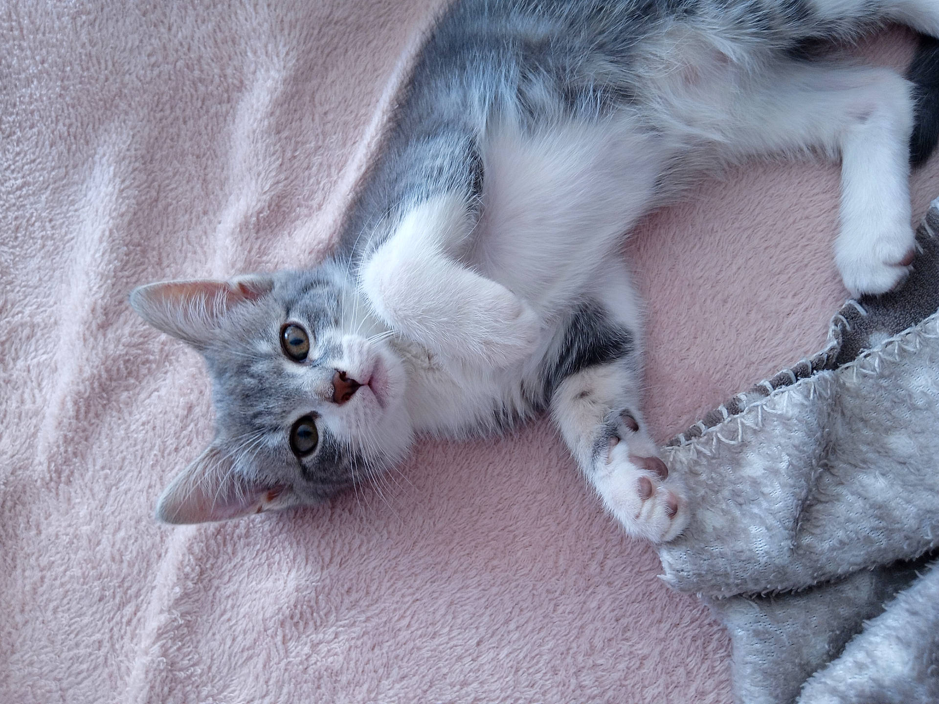 Marah a rejoint le concours — aidez-le/la à gagner de superbes lots ! blanket, cat, closeup, cozy, curious, cute, ears, feline, fur, gray_and_white, indoor, kitten, lying_down, paw, pet, relaxed, resting, soft_texture, whiskers, young_cat
