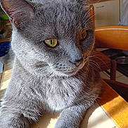 Loulou a rejoint le concours — aidez-le/la à gagner de superbes lots ! cat, gray_cat, pet, feline, animal, table, sunlight, indoor, whiskers, fur, yellow_eyes, close_up, relaxed, domestic_cat, kitchen, chair, wooden_table, quiet, resting, portrait