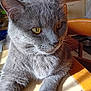 cat, gray_cat, pet, feline, animal, table, sunlight, indoor, whiskers, fur, yellow_eyes, close_up, relaxed, domestic_cat, kitchen, chair, wooden_table, quiet, resting, portrait