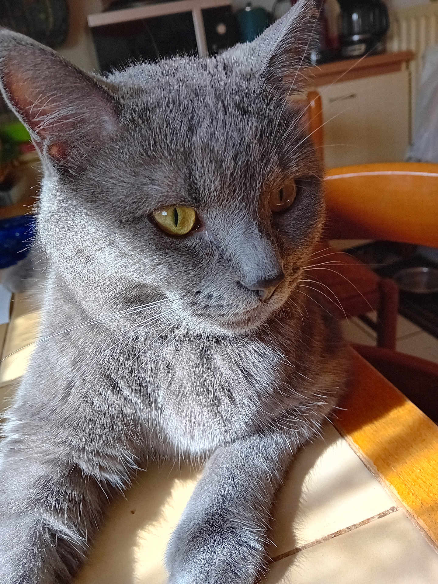 Loulou