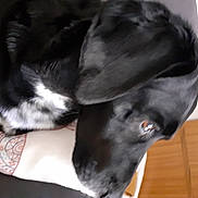 Chipie a rejoint le concours — aidez-le/la à gagner de superbes lots ! borador, canidae, carnivore, comfort, companion_dog, dog, dog_breed, ear, fawn, foot, fur, gesture, human_leg, jaw, plant, snout, sporting_group, tail, whiskers, working_animal