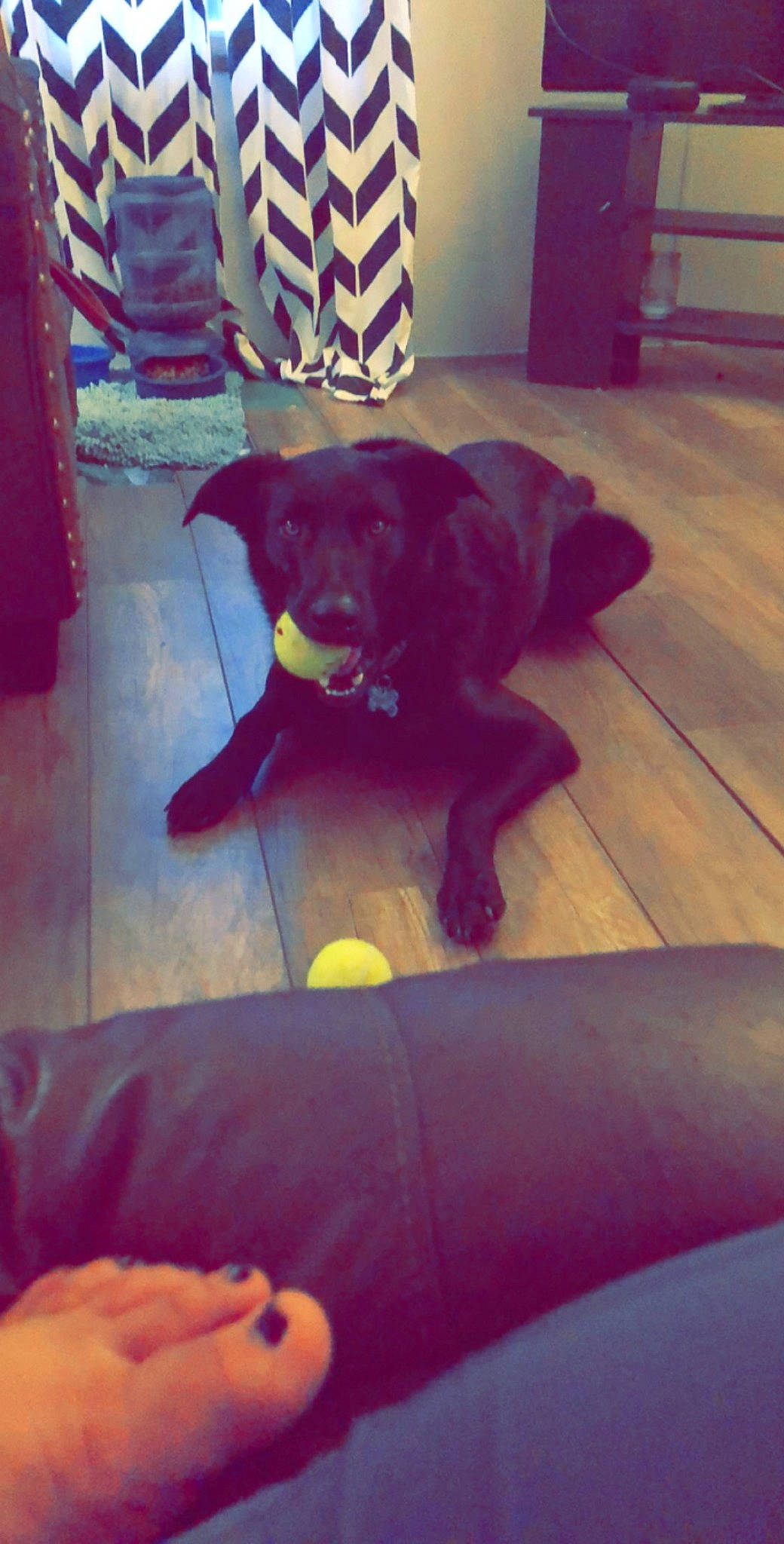 Duke is registered to the contest to win money with this photo: carnivore, chair, comfort, companion_dog, dog, dog_breed, dog_collar, electric_blue, floor, flooring, fur, hardwood, home, red, sporting_group, square, tail, tints_and_shades, wood, working_animal