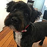 Rubin joined the competition — help win amazing prizes! dog, black_dog, pet, indoor, wooden_floor, bowtie, curious, close_up, fur, face, ears, flooring, home, furniture, mirror, window, light, domestic_animal, companion, animal