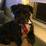 Rubin is registered to the contest to win money with this photo: dog, black_dog, pet, indoor, couch, blanket, window, tie, plaid, fur, curly_fur, animal, resting, cute, cozy, domestic_animal, companion, home, relaxing, furniture