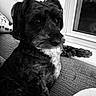 Rubin is registered to the contest to win money with this photo: dog, pet, black_and_white, indoor, couch, window, fur, animal, portrait, cute, cozy, relaxed, companion, home, looking_away, sitting, curly_fur, paw, domestic_animal, quiet