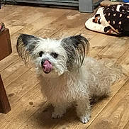 Maxi joined the competition — help win amazing prizes! dog, small_dog, fluffy, ears, licking_nose, wooden_floor, indoor, pet, animal, floor, blanket, household, shelf, furniture, cute, mammal, companion, domestic, fur, standing