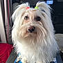 Myrtille a rejoint le concours — aidez-le/la à gagner de superbes lots ! dog, white_dog, fluffy, long_hair, pony_tail, hair_accessory, pet, indoor, close_up, cute, animal, small_dog, looking_at_camera, sitting, adorable, furry, companion, curious, domestic_animal, portrait