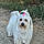 Myrtille