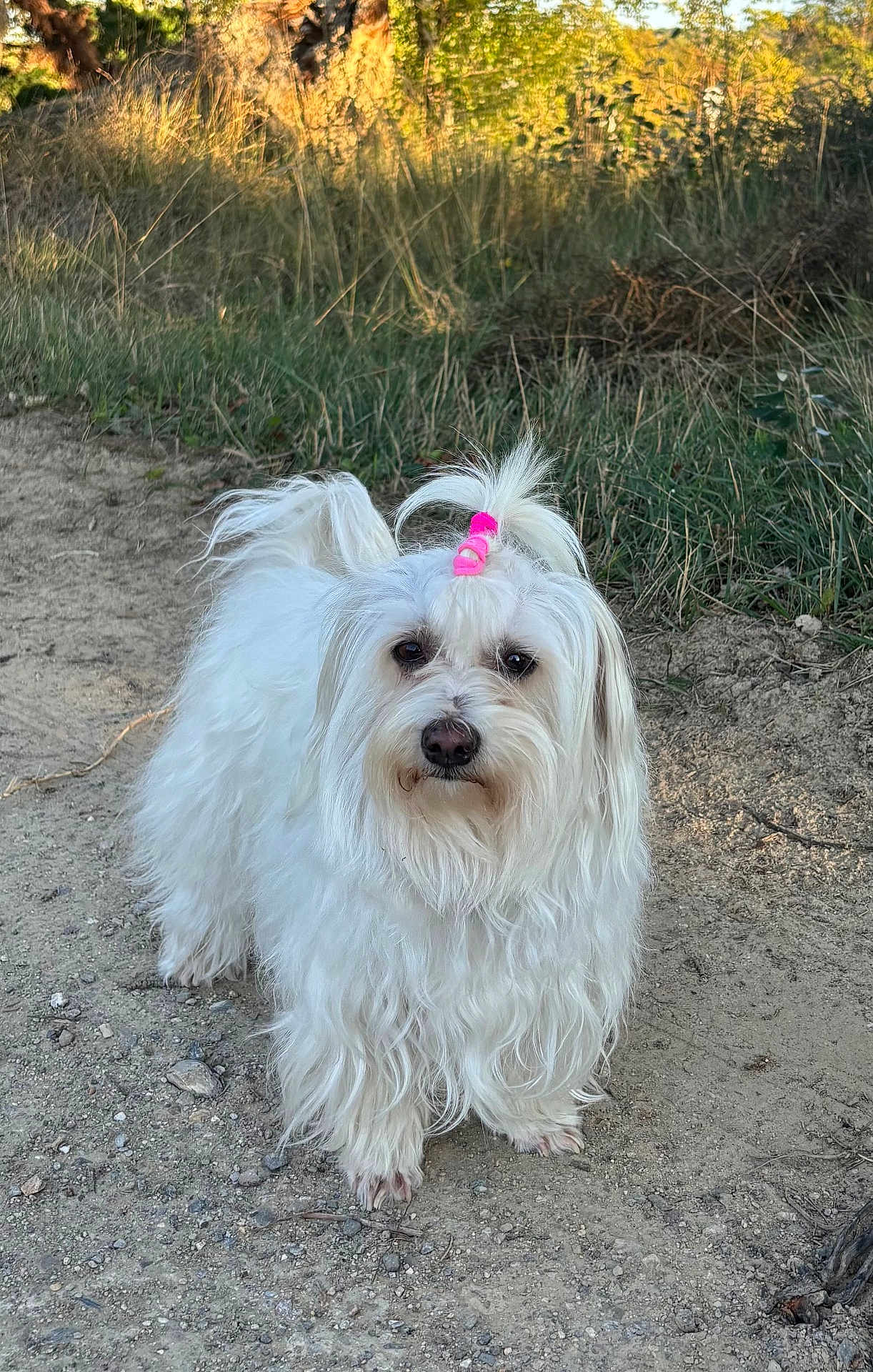 Myrtille a rejoint le concours — aidez-le/la à gagner de superbes lots ! dog, white_dog, fluffy, hair_tie, pink_hair_tie, outdoor, grass, dirt_path, pet, canine, long_hair, nature, animal, fur, walking_path, curious, cute, small_dog, daylight, portrait