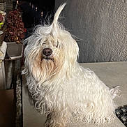 Myrtille participe au concours pour gagner de l'argent avec cette photo : dog, white, fluffy, curly_hair, pet, sitting, outdoor, fur, mammal, animal, canine, portrait, cute, small_dog, furry, companion, domestic_animal, nose, whiskers, hair