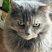 Mooshy is registered to the contest to win money with this photo: animal, cat, close_up, container, curious, domestic_cat, ears, eyes, face, fluffy, fur, gray_cat, green_plants, indoor, long_hair, nature, pet, portrait, table, whiskers
