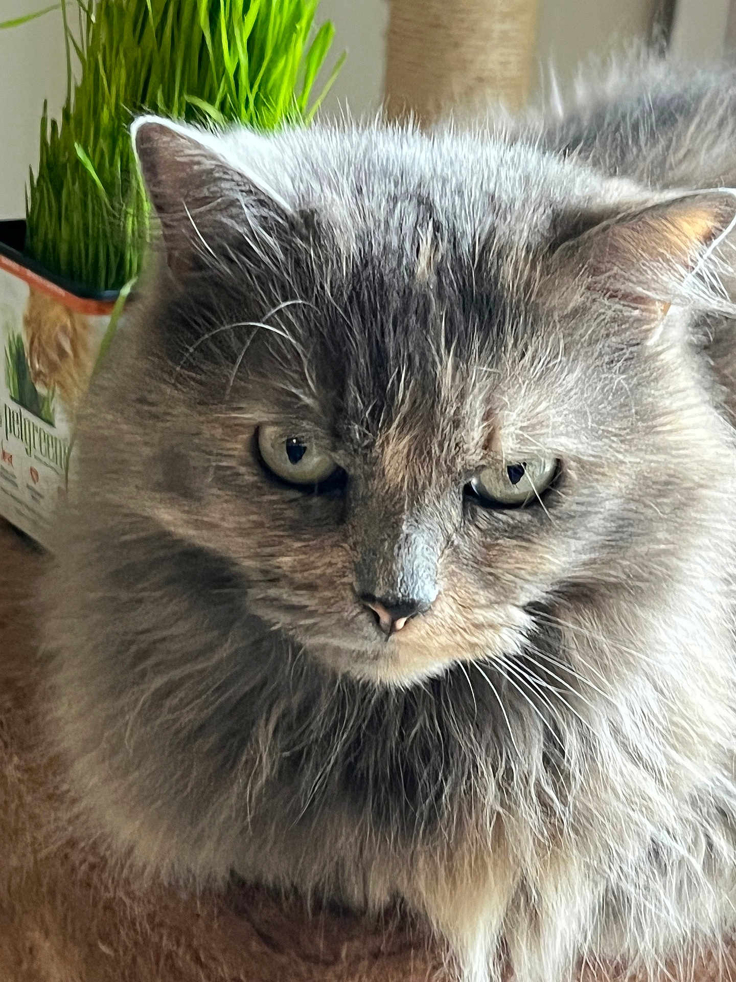 Mooshy is registered to the contest to win money with this photo: animal, cat, close_up, container, curious, domestic_cat, ears, eyes, face, fluffy, fur, gray_cat, green_plants, indoor, long_hair, nature, pet, portrait, table, whiskers
