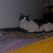 Bonkers joined the competition — help win amazing prizes! animal, bed, black_and_white, blanket, cat, comfort, cozy, domestic_animal, feline, fur, indoor, leopard_print, pet, quiet, relaxed, rest, resting, sleeping, soft_texture, yellow_blanket