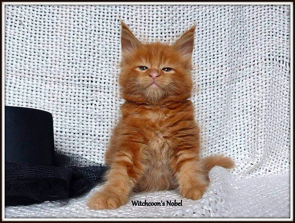 Nobel a rejoint le concours — aidez-le/la à gagner de superbes lots ! carnivore, cat, claw, comfort, domestic_short_haired_cat, fawn, felidae, flooring, fur, pattern, paw, photo_caption, rectangle, sitting, small_to_medium_sized_cats, snout, tail, terrestrial_animal, whiskers, wood