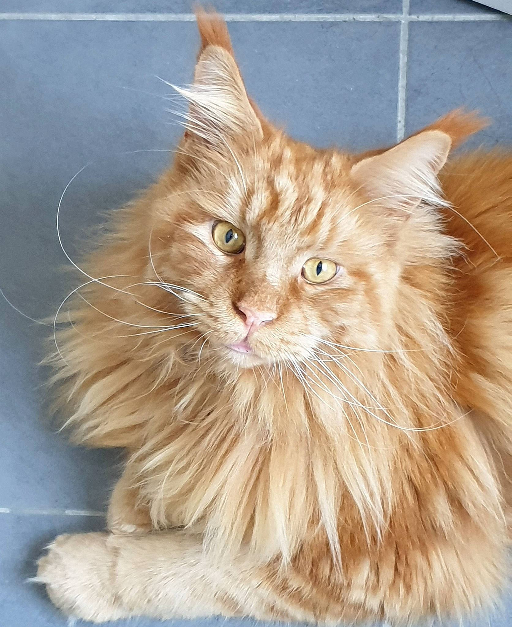 Nobel participe au concours pour gagner de l'argent avec cette photo : british_longhair, carnivore, cat, fawn, felidae, fur, maine_coon, small_to_medium_sized_cats, snout, tail, terrestrial_animal, whiskers