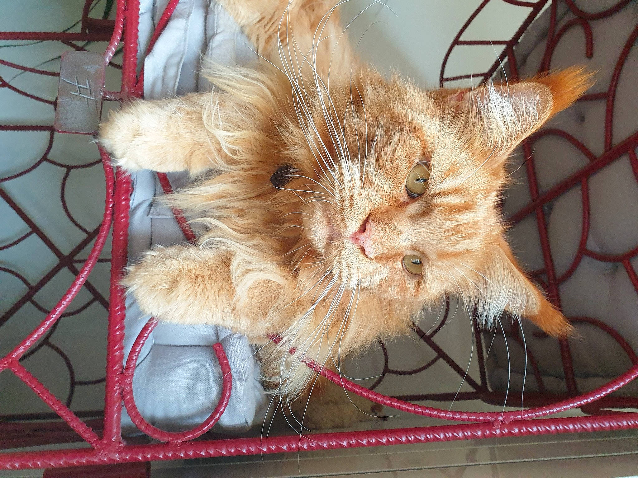 Nobel a rejoint le concours — aidez-le/la à gagner de superbes lots ! basket, carnivore, cat, christmas_ornament, claw, domestic_short_haired_cat, fashion_accessory, fawn, felidae, fur, paw, plant, small_to_medium_sized_cats, tail, whiskers, wire