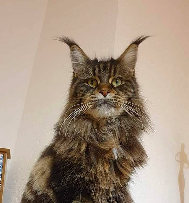 Néhémia participe au concours pour gagner de l'argent avec cette photo : carnivore, cat, claw, eye, felidae, fur, liver, maine_coon, picture_frame, small_to_medium_sized_cats, snout, tail, terrestrial_animal, wall_plate, whiskers