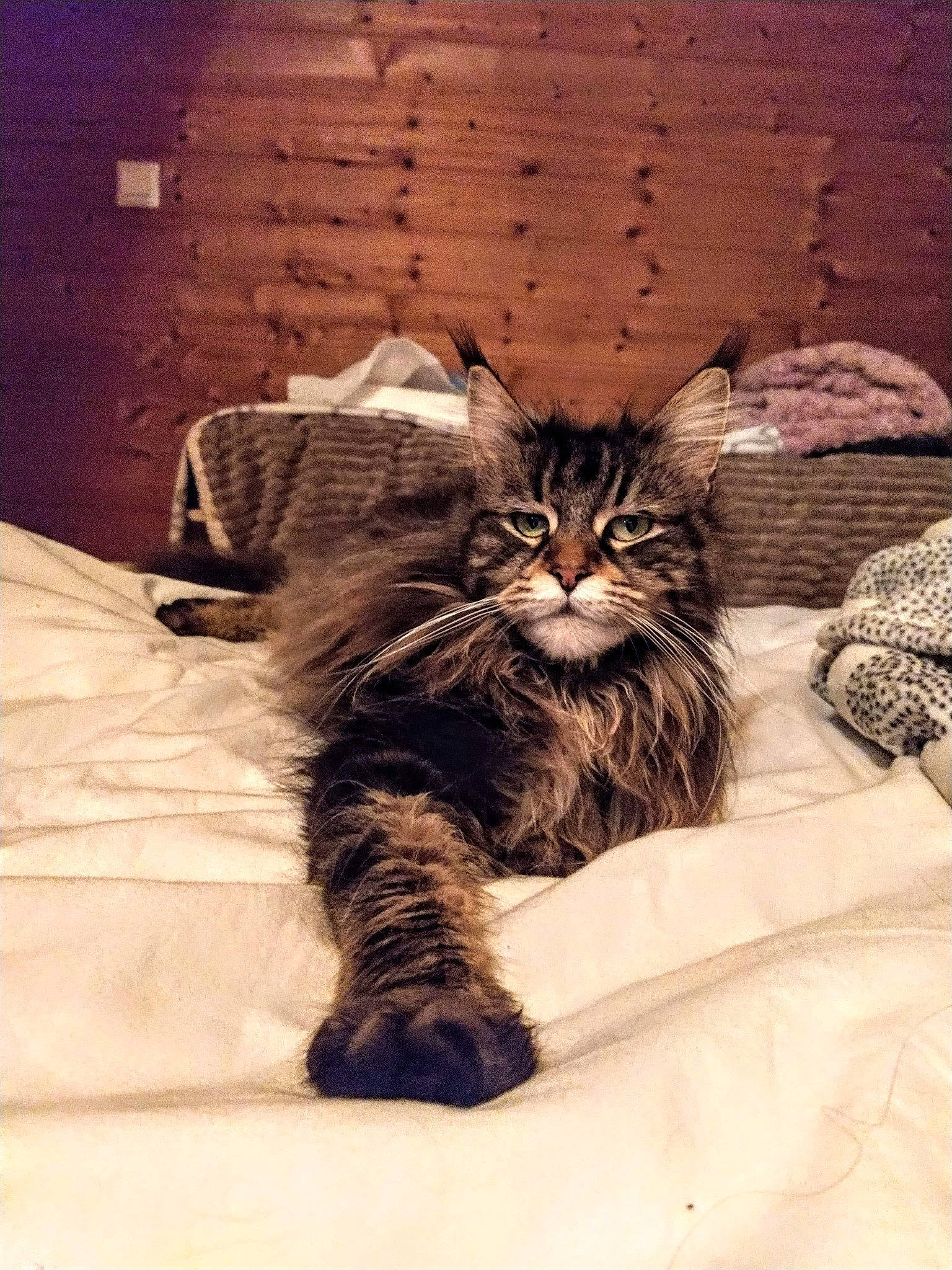 Néhémia participe au concours pour gagner de l'argent avec cette photo : bedding, carnivore, cat, claw, comfort, domestic_short_haired_cat, fawn, felidae, fur, grey, linens, monochrome, paw, sitting, small_to_medium_sized_cats, snout, tail, terrestrial_animal, whiskers, wood