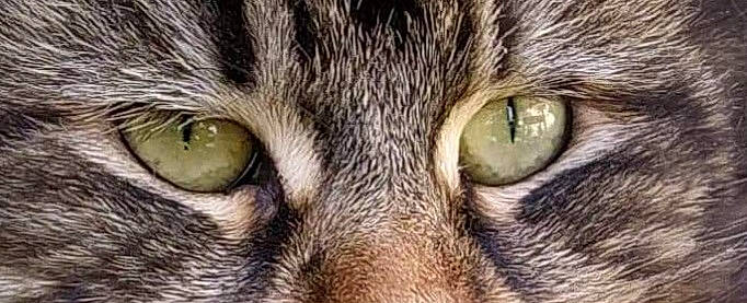 Néhémia a rejoint le concours — aidez-le/la à gagner de superbes lots ! carnivore, cat, close_up, domestic_short_haired_cat, felidae, fur, grass, photography, small_to_medium_sized_cats, snout, terrestrial_animal, whiskers, wildlife