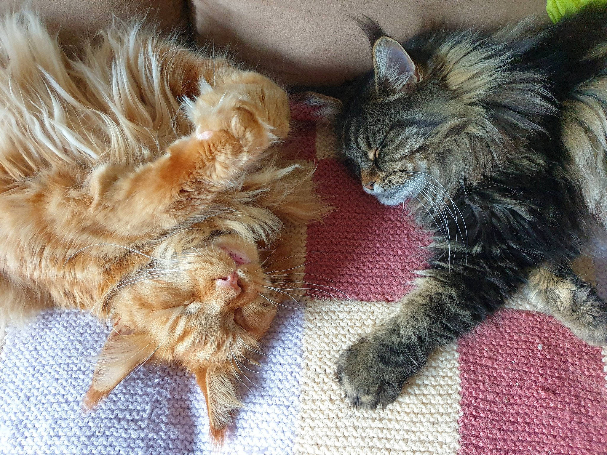 Néhémia a rejoint le concours — aidez-le/la à gagner de superbes lots ! carnivore, cat, claw, comfort, companion_dog, dog_breed, domestic_short_haired_cat, fawn, felidae, fur, liver, nap, paw, sleep, small_to_medium_sized_cats, snout, tail, terrestrial_animal, vertebrate, whiskers