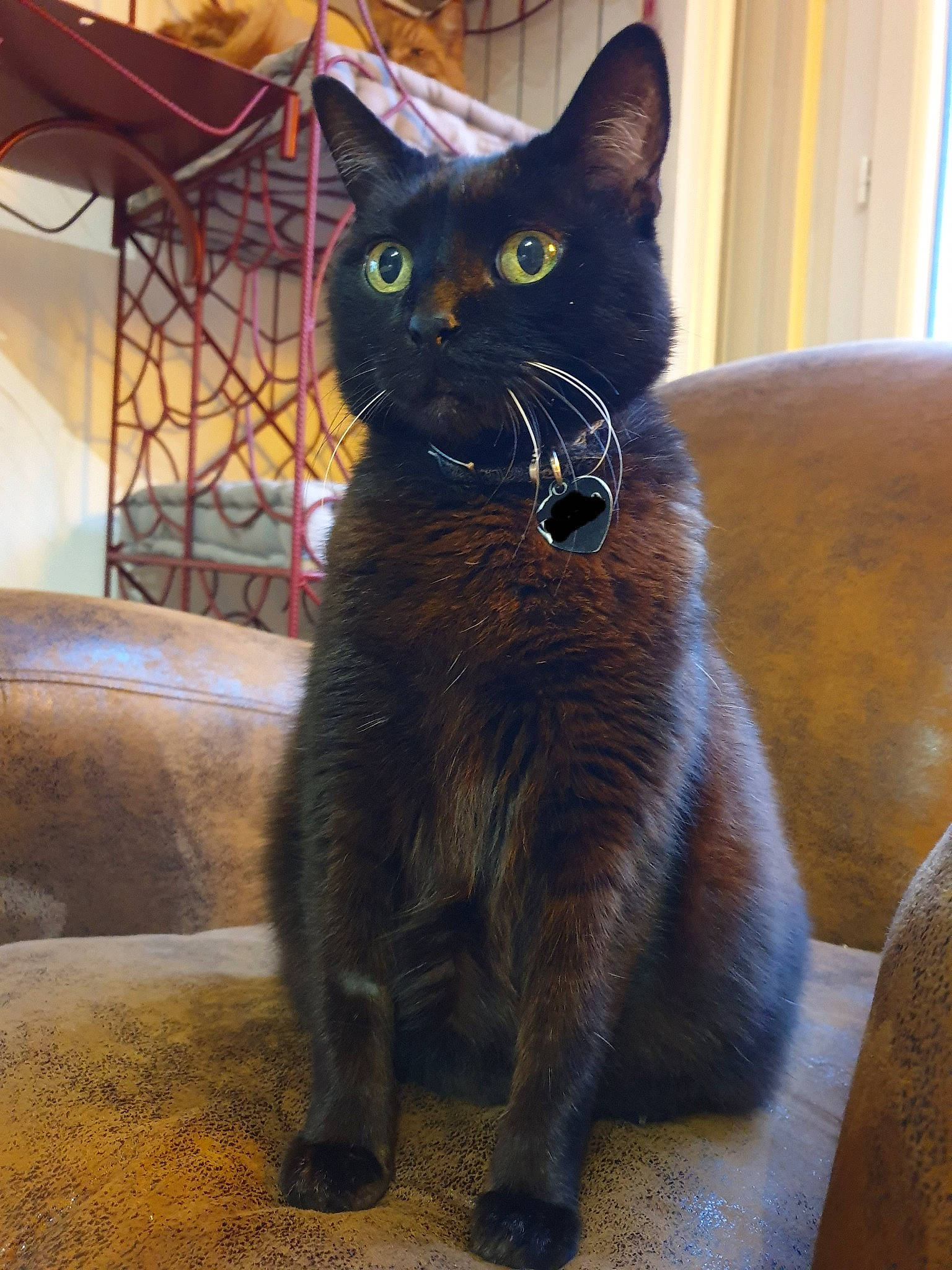 Passoa a rejoint le concours — aidez-le/la à gagner de superbes lots ! black_cat, carnivore, cat, claw, curtain, domestic_short_haired_cat, felidae, fur, grey, havana_brown, russian_blue, small_to_medium_sized_cats, snout, tail, terrestrial_animal, whiskers