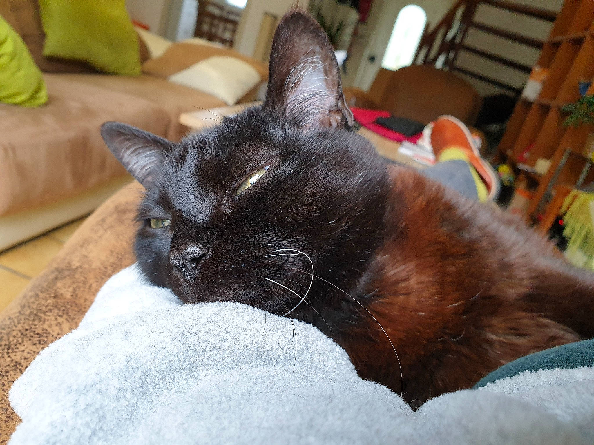 Passoa participe au concours pour gagner de l'argent avec cette photo : black_cat, bombay, carnivore, cat, claw, comfort, domestic_short_haired_cat, felidae, fur, havana_brown, nap, small_to_medium_sized_cats, snout, tail, terrestrial_animal, whiskers