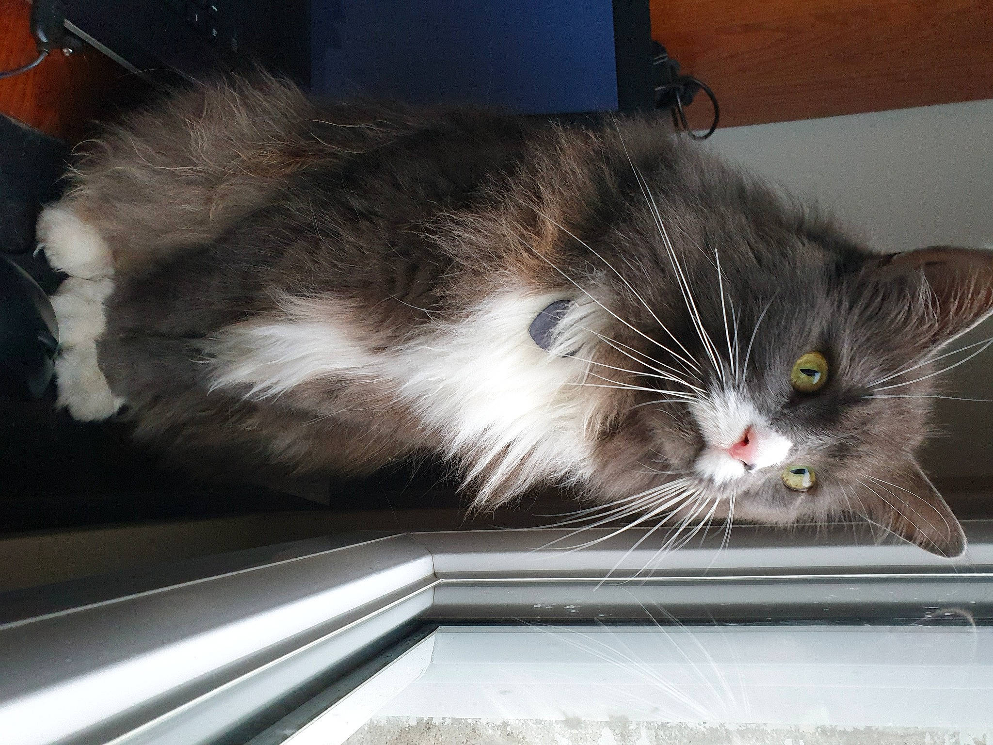 Lilou a rejoint le concours — aidez-le/la à gagner de superbes lots ! carnivore, cat, claw, domestic_short_haired_cat, felidae, fur, paw, small_to_medium_sized_cats, snout, tail, whiskers, window, windshield