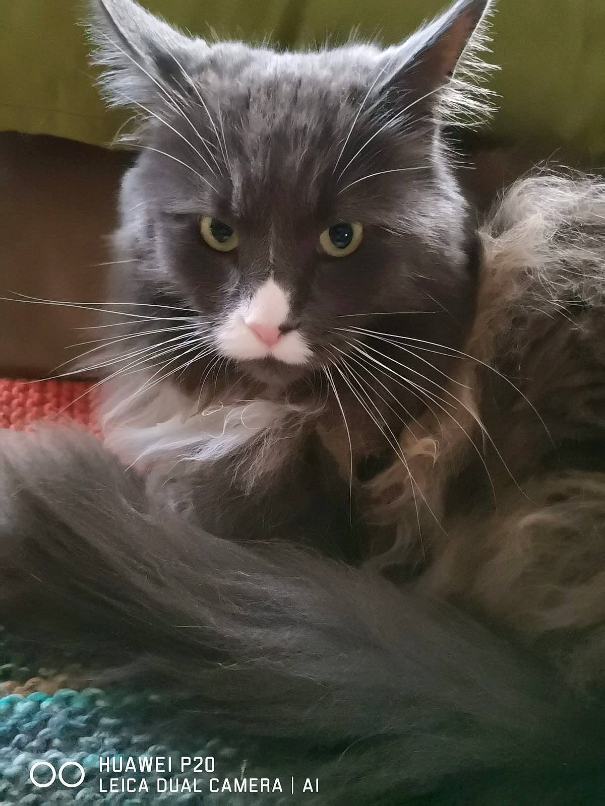 Lilou participe au concours pour gagner de l'argent avec cette photo : carnivore, cat, cat_supply, claw, domestic_short_haired_cat, felidae, fur, grey, paw, small_to_medium_sized_cats, snout, tail, terrestrial_animal, whiskers