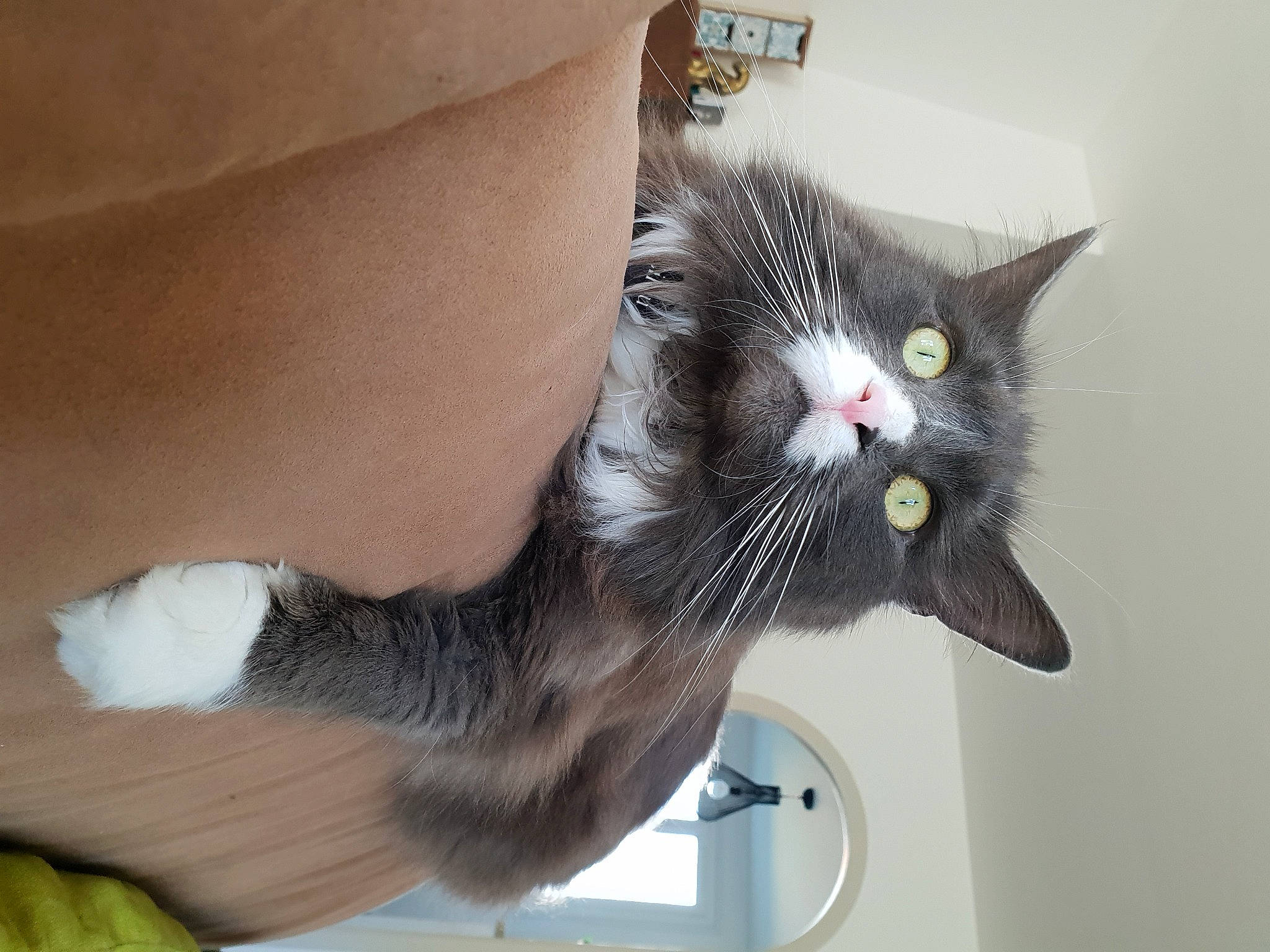 Lilou a rejoint le concours — aidez-le/la à gagner de superbes lots ! black_cat, carnivore, cat, claw, comfort, domestic_short_haired_cat, ear, felidae, foot, fur, gesture, grey, human_leg, leg, paw, small_to_medium_sized_cats, snout, tail, whiskers, window