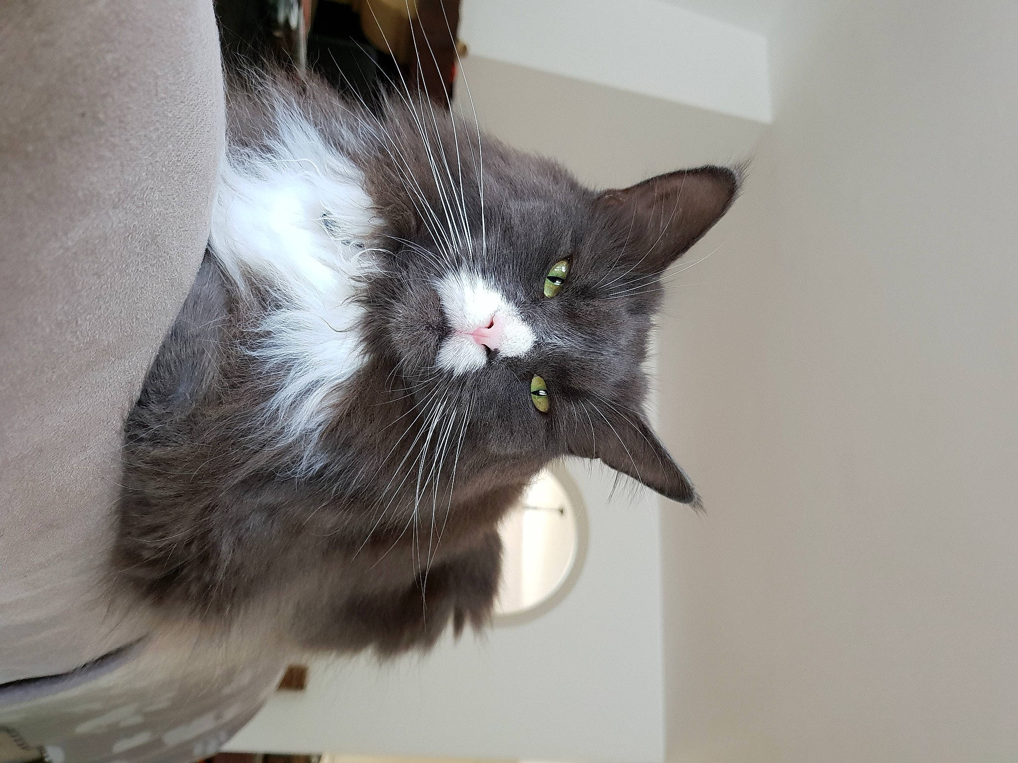 Lilou a rejoint le concours — aidez-le/la à gagner de superbes lots ! black_cat, carnivore, cat, cat_supply, claw, domestic_short_haired_cat, ear, eye, felidae, fur, paw, pet_supply, small_to_medium_sized_cats, snout, tail, whiskers