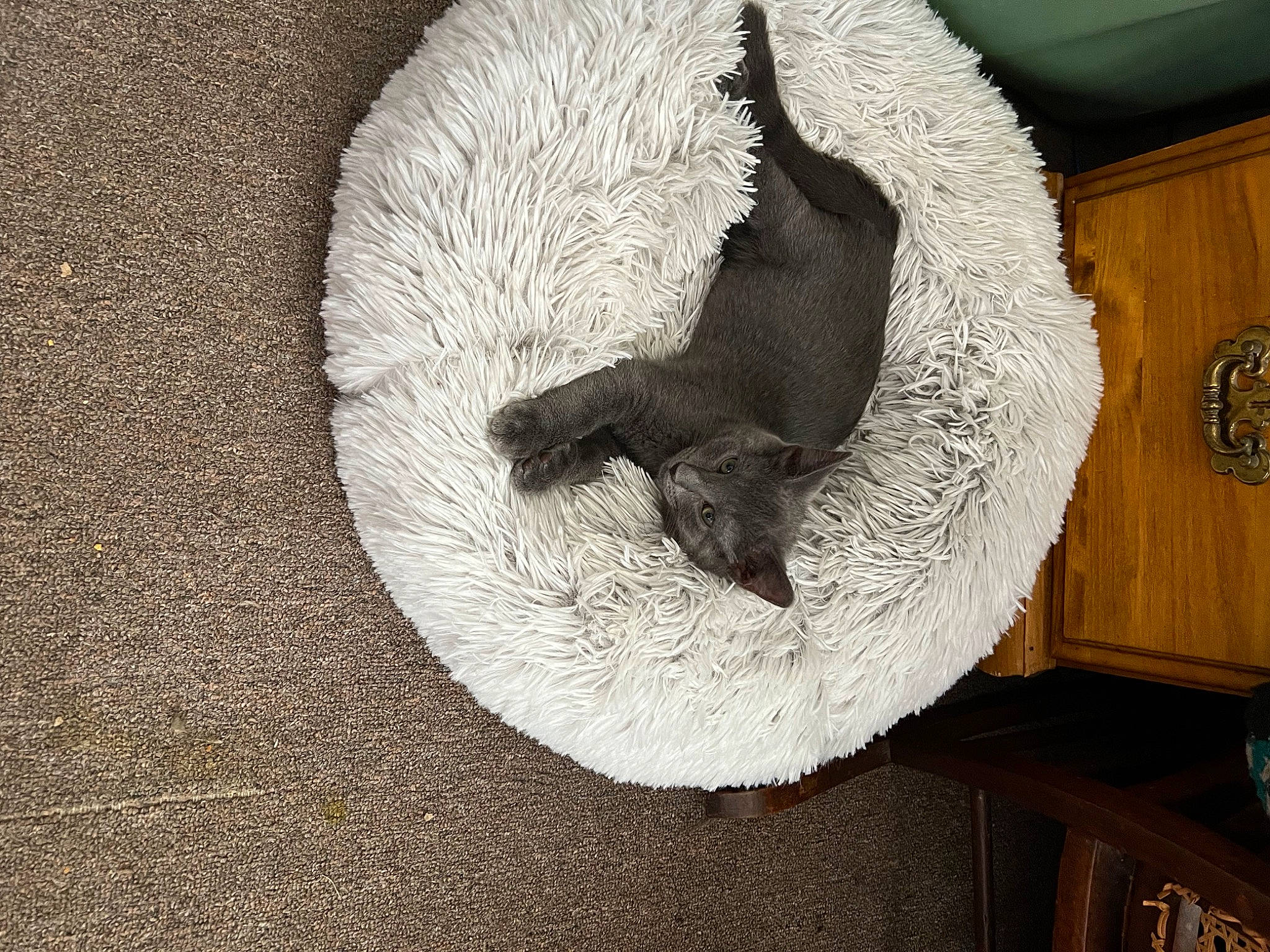 Dave joined the competition — help win amazing prizes! carnivore, cat, cat_bed, cat_supply, comfort, dog_breed, fawn, felidae, fur, grey, hardwood, mustelidae, pet_supply, road_surface, small_to_medium_sized_cats, snout, tail, tints_and_shades, whiskers, wood