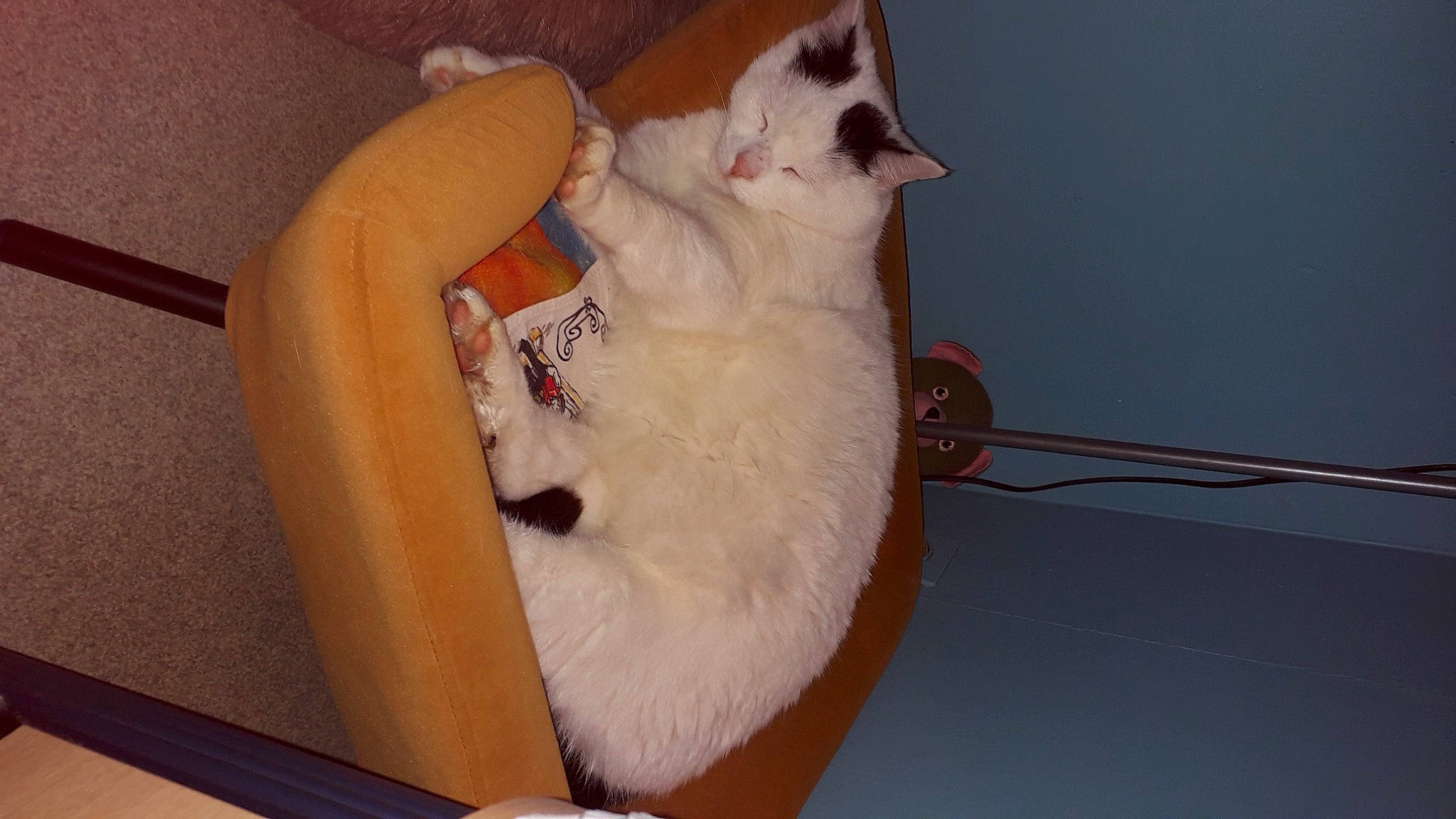 Fripouille a rejoint le concours — aidez-le/la à gagner de superbes lots ! canidae, carnivore, cat, chair, comfort, companion_dog, dog_breed, domestic_short_haired_cat, fawn, felidae, foot, fur, hardwood, lap, paw, pet_supply, small_to_medium_sized_cats, tail, whiskers