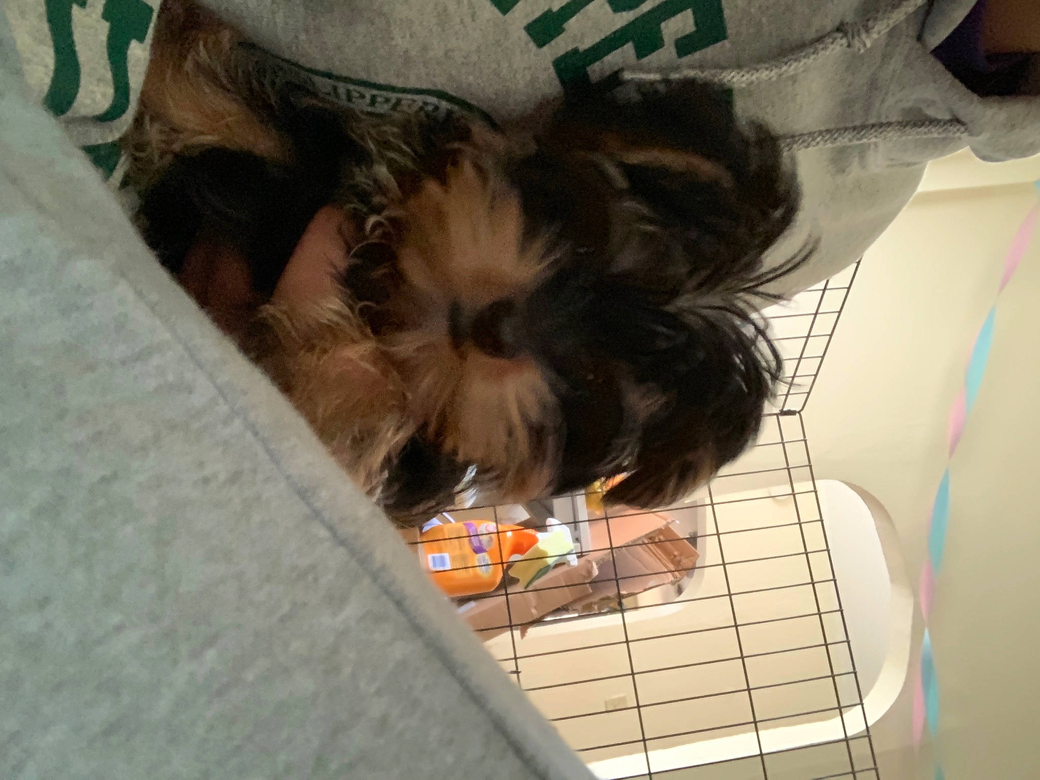 Romeo joined the competition — help win amazing prizes! canidae, carnivore, chinese_imperial_dog, companion_dog, dog, dog_breed, ear, morkie, non_sporting_group, puppy, shih_tzu, small_terrier, sporting_group, toy_dog, yorkshire_terrier