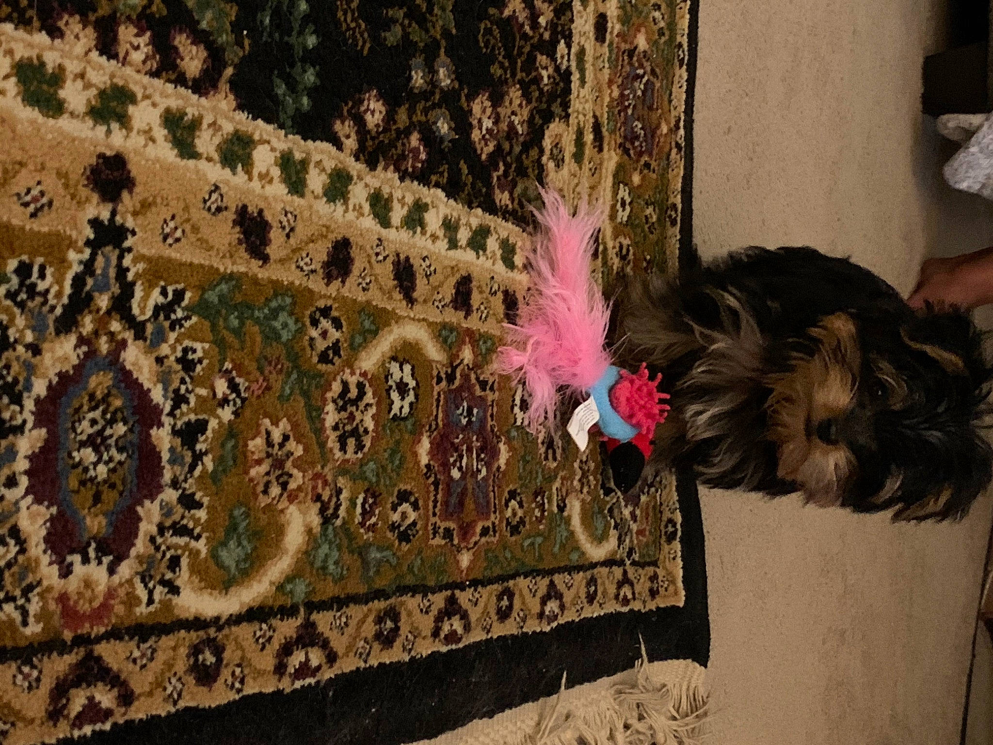 Romeo is registered to the contest to win money with this photo: canidae, fawn, fur, pink