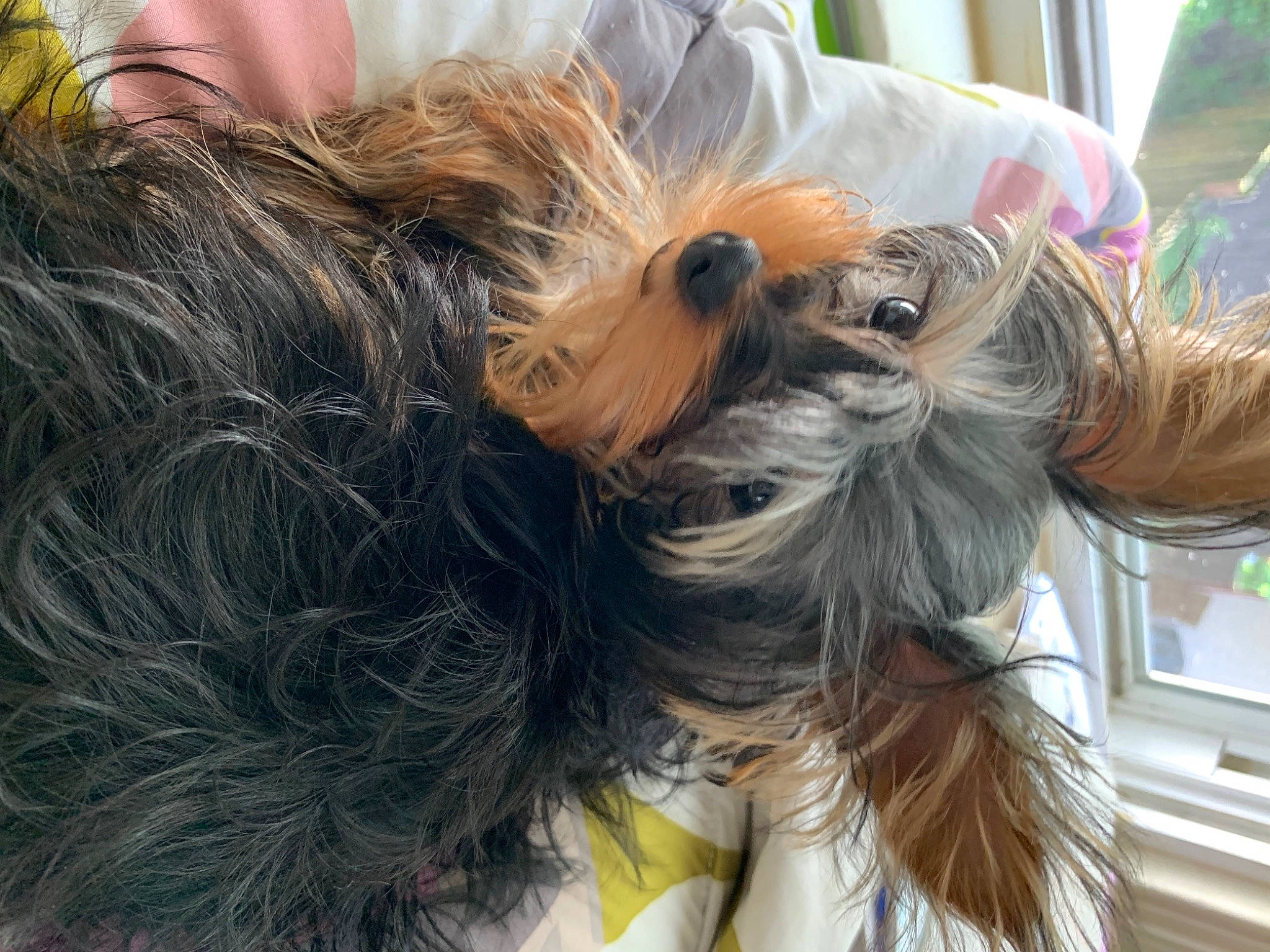 Romeo joined the competition — help win amazing prizes! canidae, carnivore, collar, companion_dog, dog, dog_breed, dog_clothes, dog_supply, ear, fashion_accessory, fawn, fur, liver, pet_supply, small_terrier, snout, sporting_group, terrier, toy_dog, working_animal