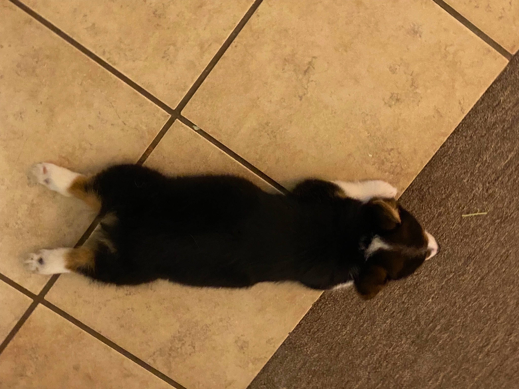 Juliet is registered to the contest to win money with this photo: brown, carnivore, cat, companion_dog, dog_breed, fawn, felidae, floor, flooring, hardwood, mammal, paw, shadow, small_to_medium_sized_cats, snout, tail, terrestrial_animal, tints_and_shades, whiskers, wood