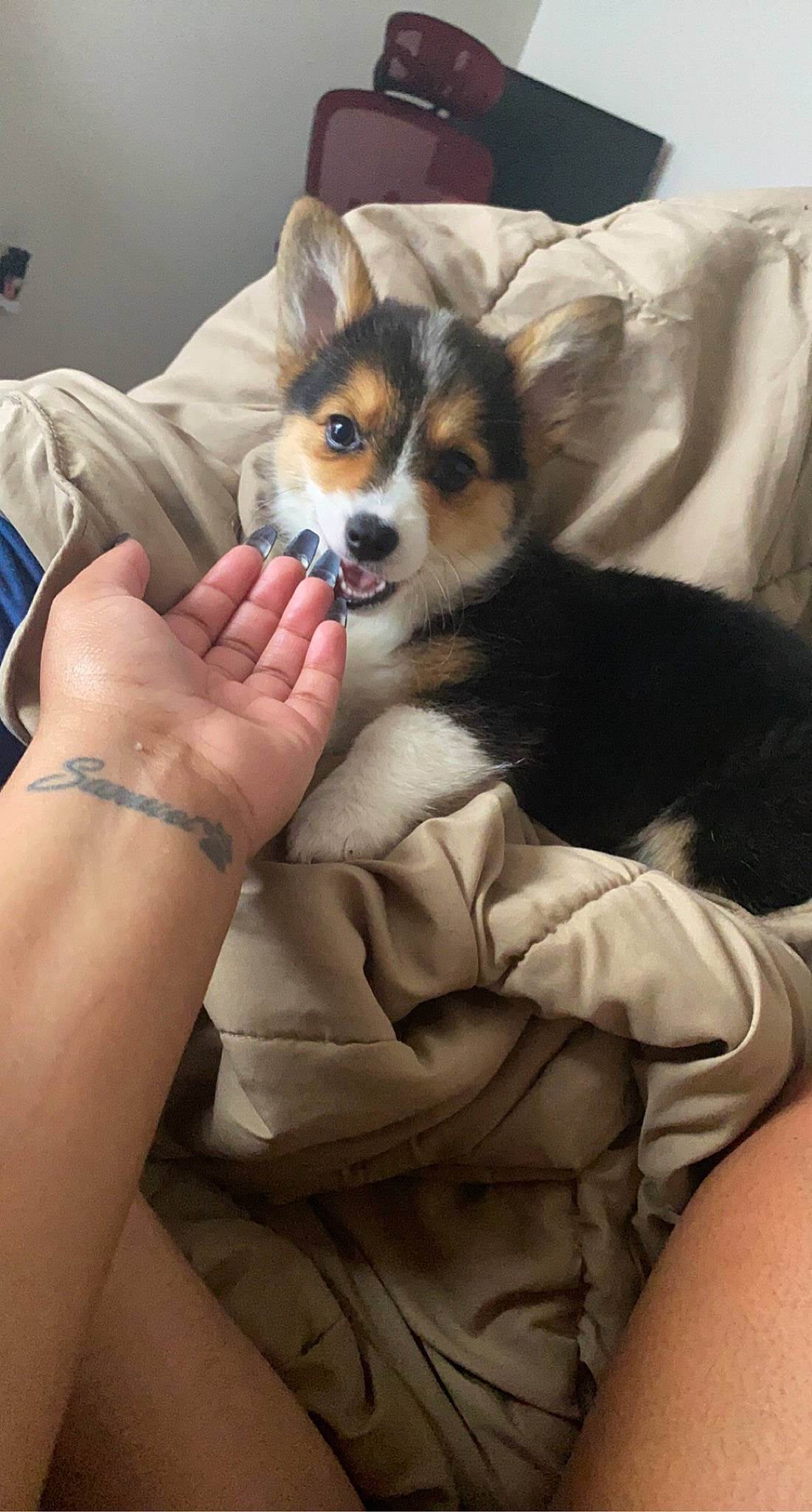 Juliet is registered to the contest to win money with this photo: canidae, carnivore, chair, comfort, companion_dog, dog, dog_breed, fawn, foot, fur, human_leg, linens, nail, paw, sitting, thigh, toy_dog, whiskers, wrist