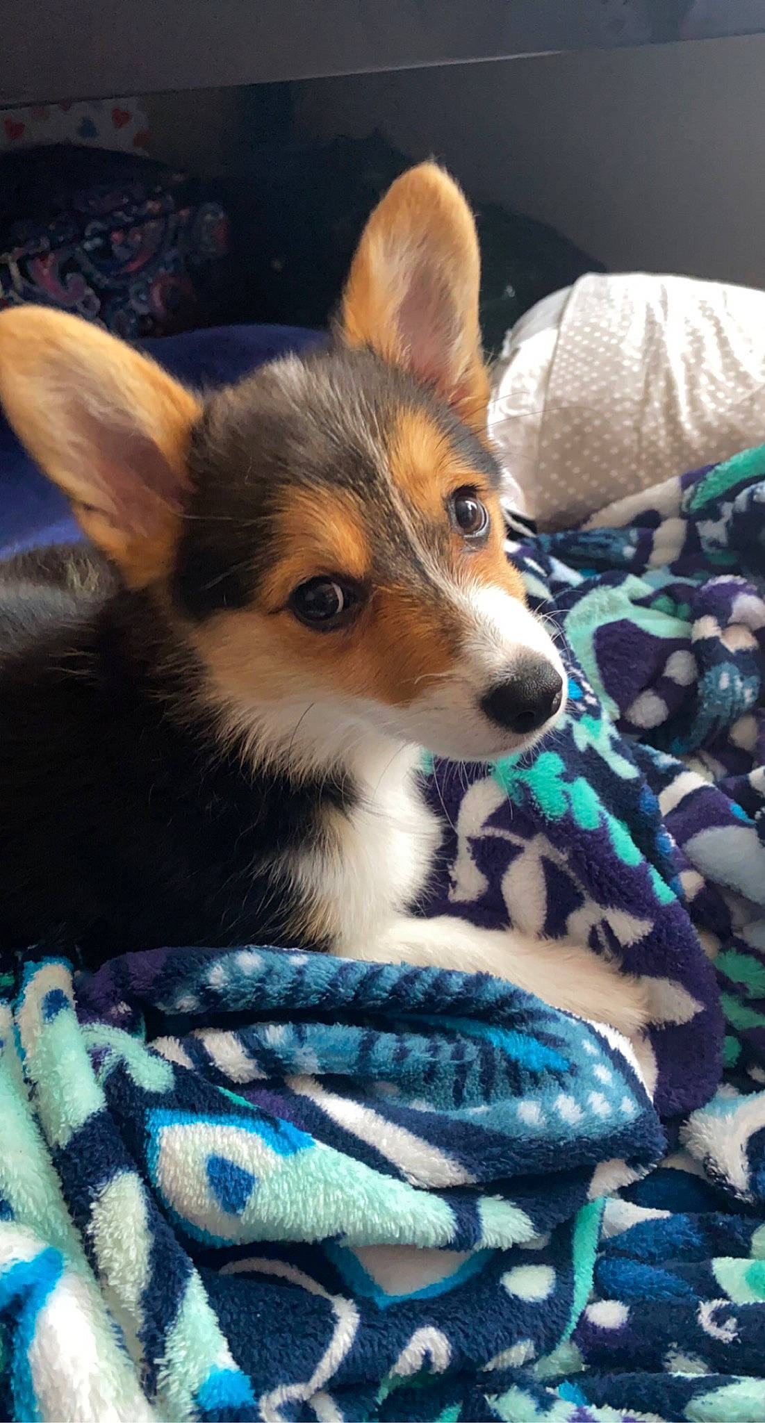 Juliet joined the competition — help win amazing prizes! canidae, carnivore, comfort, companion_dog, corgi_chihuahua, dog, dog_breed, ear, electric_blue, fawn, fur, pattern, puppy, sitting, snout, terrestrial_animal, toy_dog, whiskers, wildlife, working_dog
