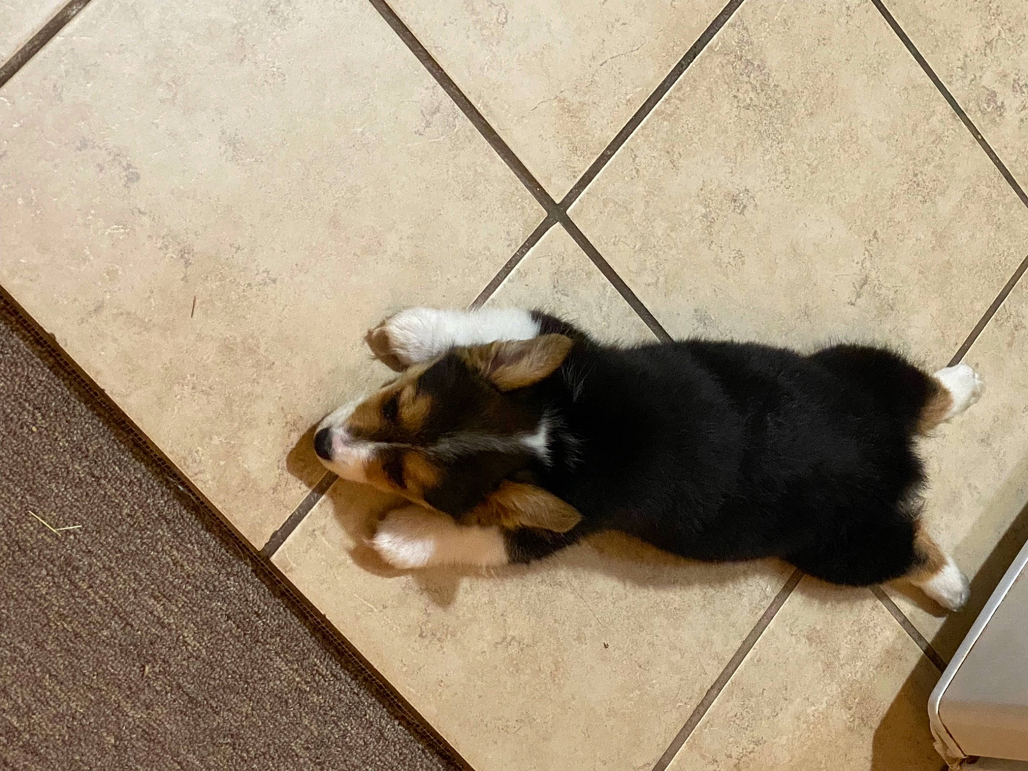 Juliet is registered to the contest to win money with this photo: canidae, carnivore, companion_dog, dog, dog_breed, fawn, felidae, floor, flooring, hardwood, paw, small_to_medium_sized_cats, snout, sporting_group, tail, terrestrial_animal, toy_dog, whiskers, wood, working_animal