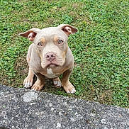 Simba participe au concours pour gagner de l'argent avec cette photo : animal, bulldog, canine, dog, flagstone, frenchbulldog, grass, lawn, nature, outdoors, path, pet, pig, pitbull, plant, puppy, rock, slate, soil, walkway