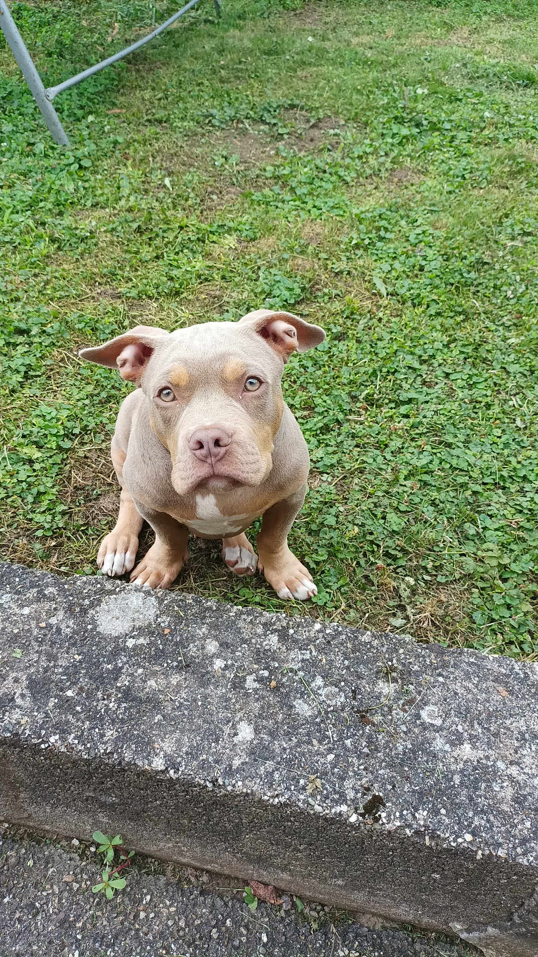 Simba